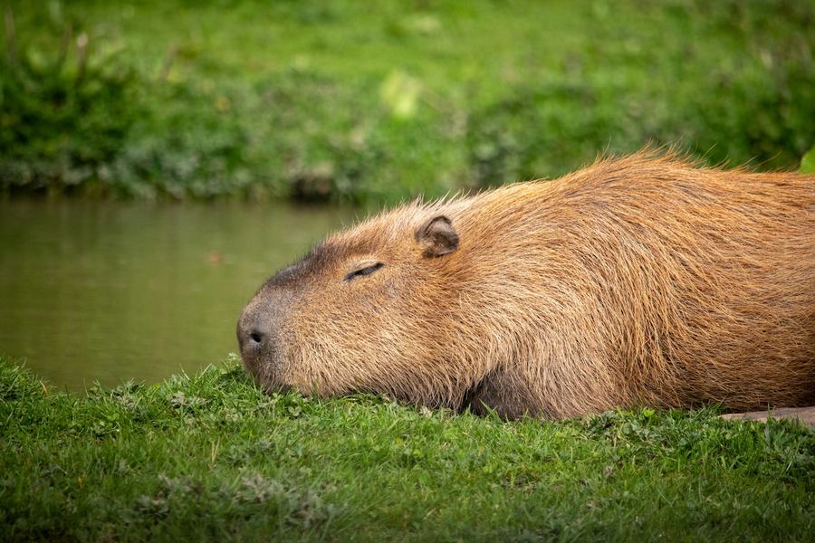 Capivara em área alagada próxima a propriedade rural